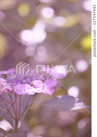 Hydrangea flowers blooming in the park 127547491