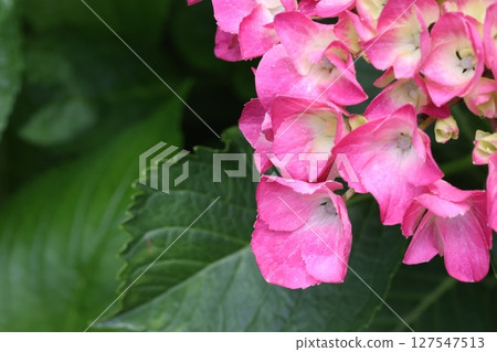Hydrangea flowers blooming in the park 127547513