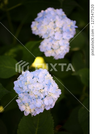 Hydrangea flowers blooming on the walking path Hydrangea flowers blooming on the walking path 127547520