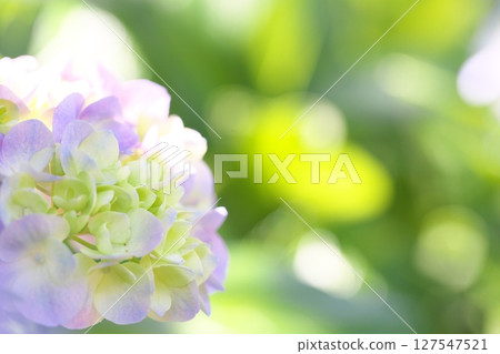 Hydrangea flowers blooming on the walking path Hydrangea flowers blooming on the walking path 127547521