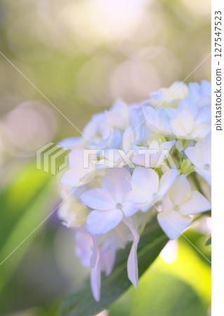 Hydrangea flowers blooming on the walking path 127547523