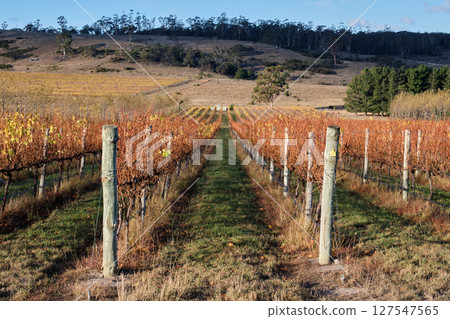 Autumn vineyard - Apslawn 127547565