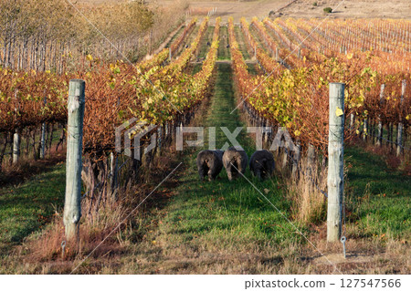 Autumn vineyard - Apslawn Autumn vineyard - Apslawn 127547566