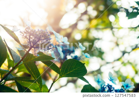 Hydrangea, leaves, blue, green, sunlight, backlit Hydrangea, leaves, blue, green, sunlight, backlit 127547583