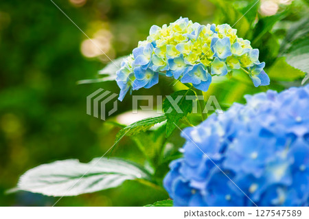 Hydrangea, leaves, blue, green Hydrangea, leaves, blue, green 127547589