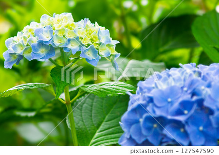 Hydrangea, leaves, blue, green Hydrangea, leaves, blue, green 127547590