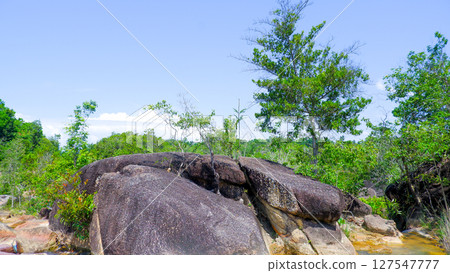 Large Volcanic Rocks and Tropical Trees in Natural Forest Landscape 127547777