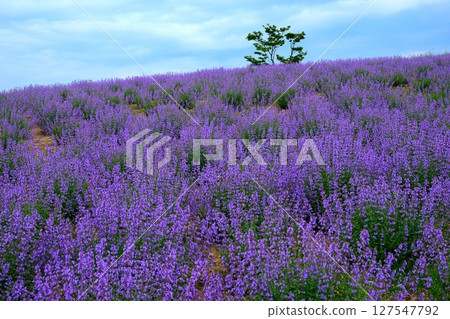  Blue Cat Mint 127547792