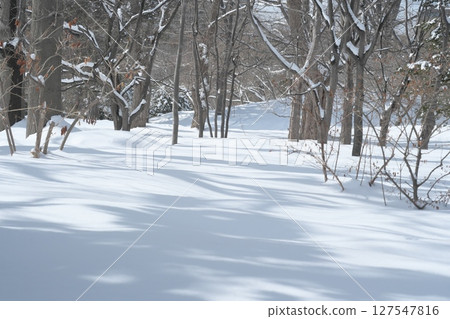 Snow-covered park 127547816