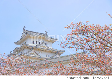 Scenery of cherry blossoms in full bloom and Himeji Castle, Himeji City, Hyogo Prefecture Scenery of cherry blossoms in full bloom and Himeji Castle, Himeji City, Hyogo Prefecture 127547861