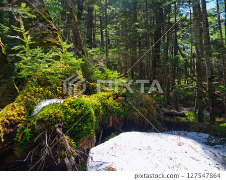 神秘的白米苔蘚森林風景 127547864
