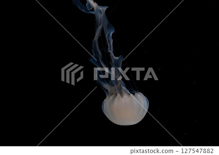 水母搖搖晃晃地游泳 水母搖搖晃晃地游泳 127547882
