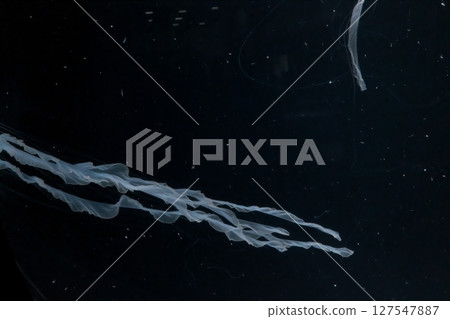 Jellyfish swimming swayingly Jellyfish swimming swayingly 127547887