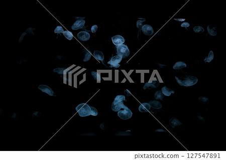 Jellyfish swimming swayingly Jellyfish swimming swayingly 127547891