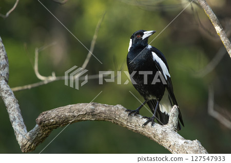 Australian Magpie 127547933