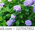 繡球花01 127547952