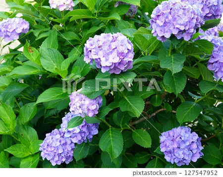 Hydrangea 01 127547952