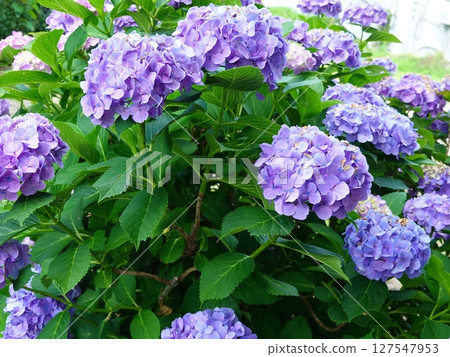 Hydrangea 02 127547953