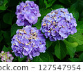 繡球花03 127547954