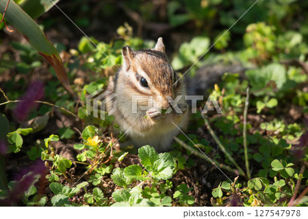 Chipmunk Chipmunk 127547978