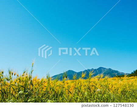 Yatsugatake Barley Blue Sky Yatsugatake Barley Blue Sky 127548130