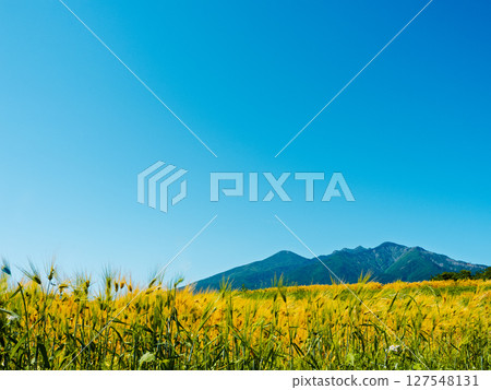 Yatsugatake Barley Blue Sky 127548131