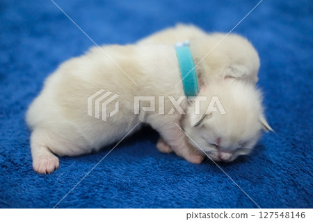 Two newborn 1 week old ragdoll kittens sleeping with eyes closed on the blanket, domestic cat 127548146