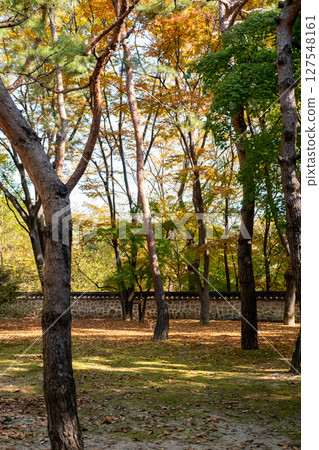 Korean traditional stone wall in Changdeokgung palace with beautiful autumn foliage. 127548161