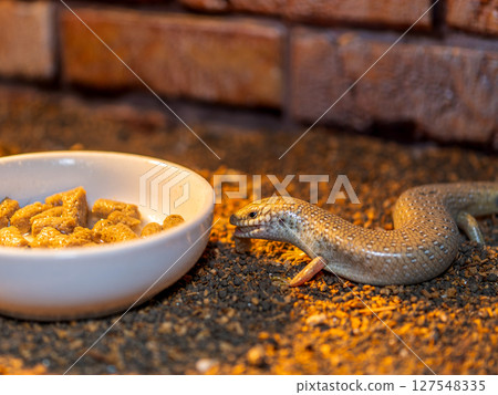 A large-legged skink eating food A large-legged skink eating food 127548335