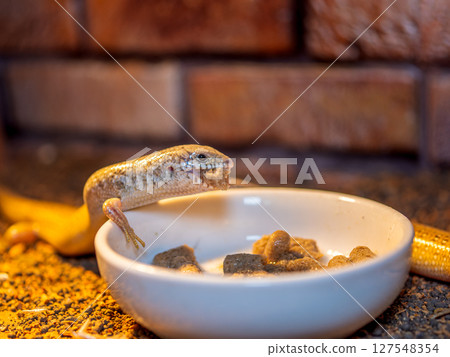 A large-legged skink eating food A large-legged skink eating food 127548354
