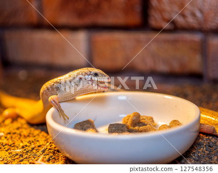 A large-legged skink eating food A large-legged skink eating food 127548356