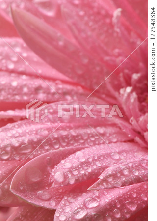 Gerbera close-up. High contrast macro photograph of large colored flowers with dew drops with beautiful iridescent highlights. 127548364