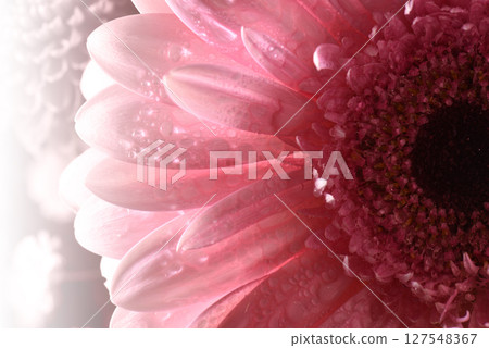 Gerbera close-up. High contrast macro photograph of large colored flowers with dew drops with beautiful iridescent highlights. 127548367