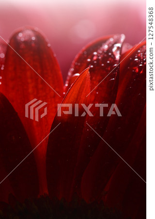 Gerbera close-up. High contrast macro photograph of large colored flowers with dew drops with beautiful iridescent highlights. 127548368