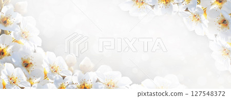 Banner with cherry blossom branches in nature outdoors. Macro shot of flowers in sunlight with copy space. 127548372