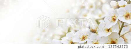 Banner with cherry blossom branches in nature outdoors. Macro shot of flowers in sunlight with copy space. Banner with cherry blossom branches in nature outdoors. Macro shot of flowers in sunlight with copy space. 127548373