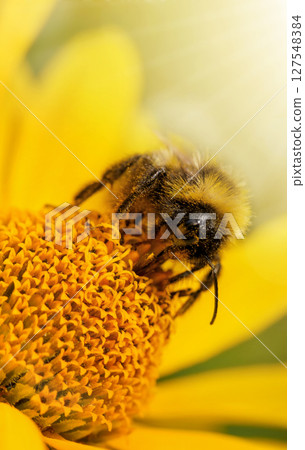 Bee on a flower close-up. Macro shot of an insect collecting pollen during flowering on a sunny summer day. Bee on a flower close-up. Macro shot of an insect collecting pollen during flowering on a sunny summer day. 127548384