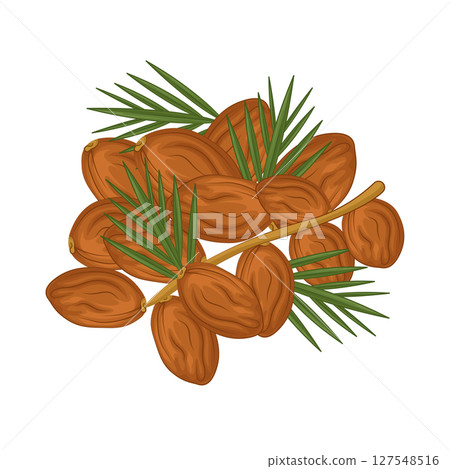 Illustration of Date fruit 127548516
