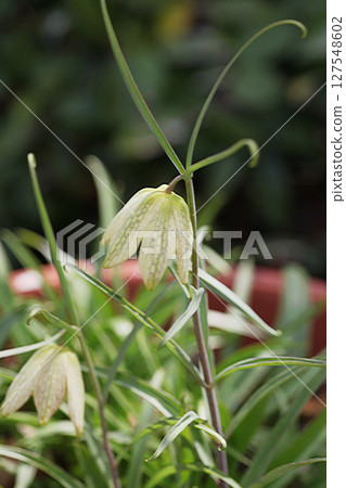 Amigasa百合 127548602