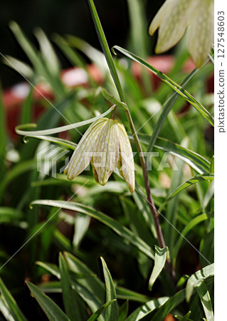 Amigasa百合 127548603