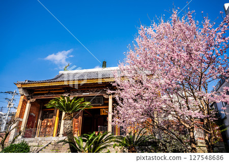 Cherry blossoms at Fujian Hall [Nagasaki City] 127548686