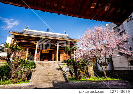 Cherry blossoms at Fujian Hall [Nagasaki City] 127548689