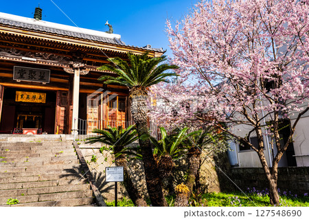 Cherry blossoms at Fujian Hall [Nagasaki City] 127548690