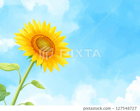 一朵向日葵和藍天 一朵向日葵和藍天 127548727