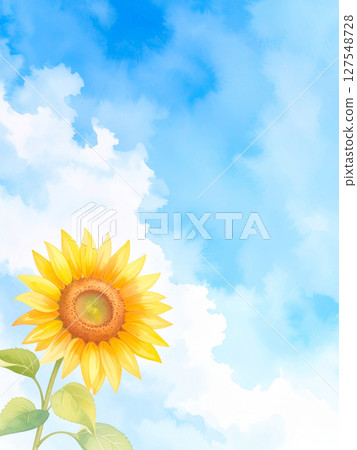 A single sunflower and blue sky 127548728