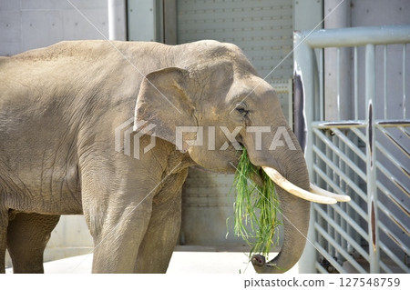 elephant eating grass elephant eating grass 127548759