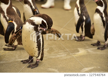企鵝梳理毛髮 127548764