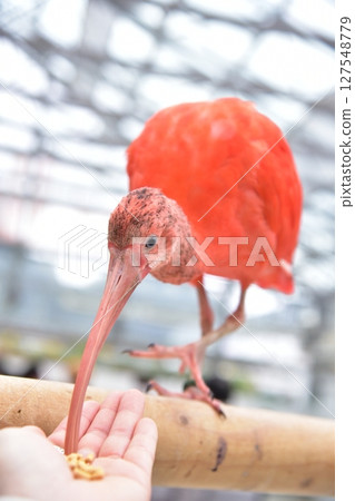 亮粉紅色的鳥 127548779