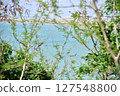 植物上的海 127548800