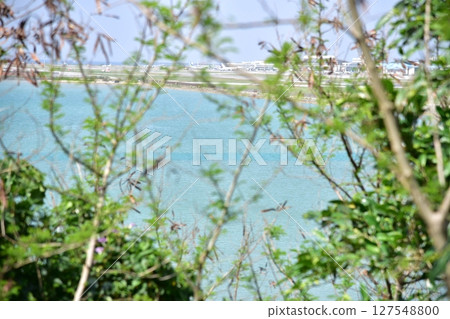 The sea over the plants 127548800